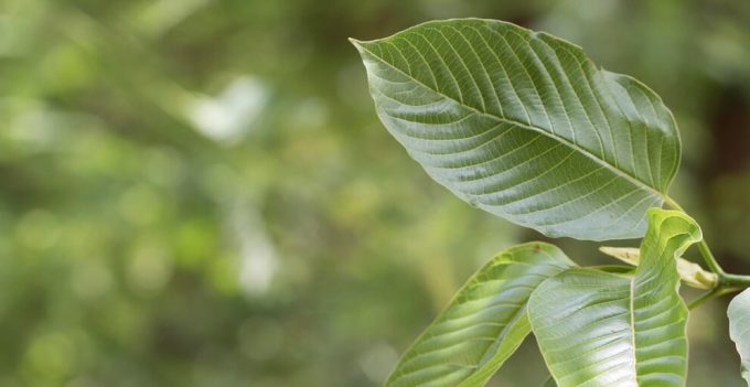 DEA Temporarily Reverses Kratom Ban